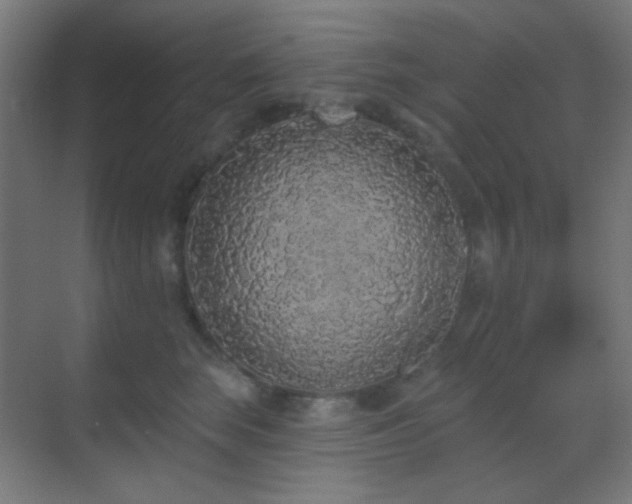 X0000070200663200605261227