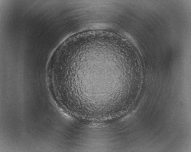 X0000070200835200605261224