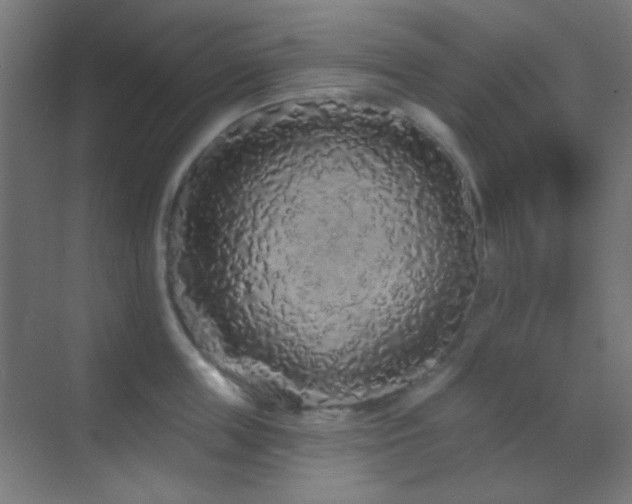 X0000070200859200605261224