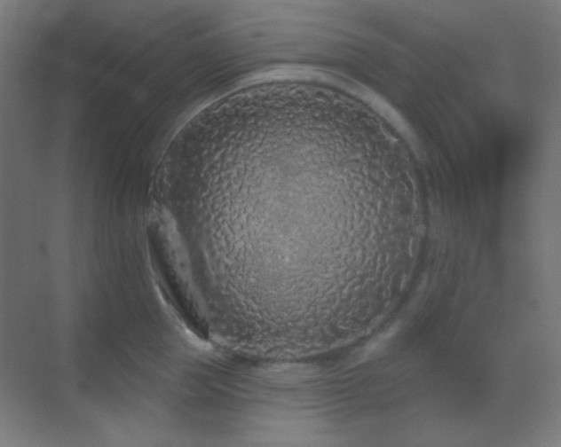 X0000070200953200605261222