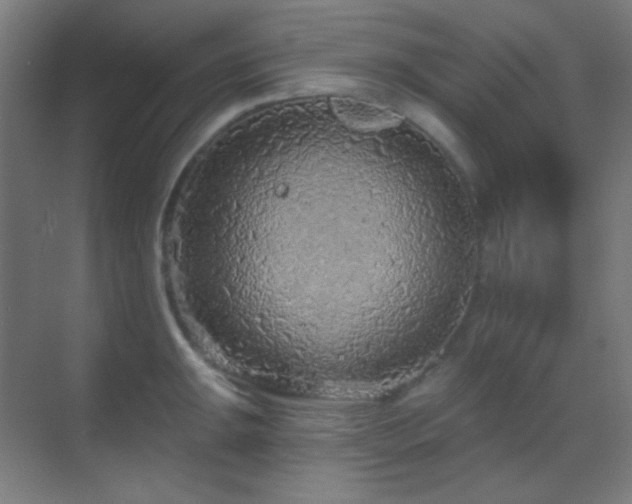X0000070201047200605261221
