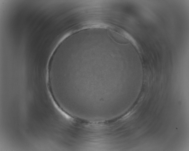 X0000070201095200605261219