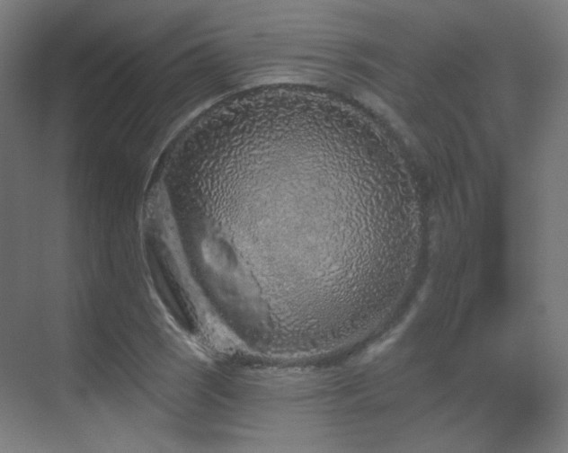 X0000070201121200605261219