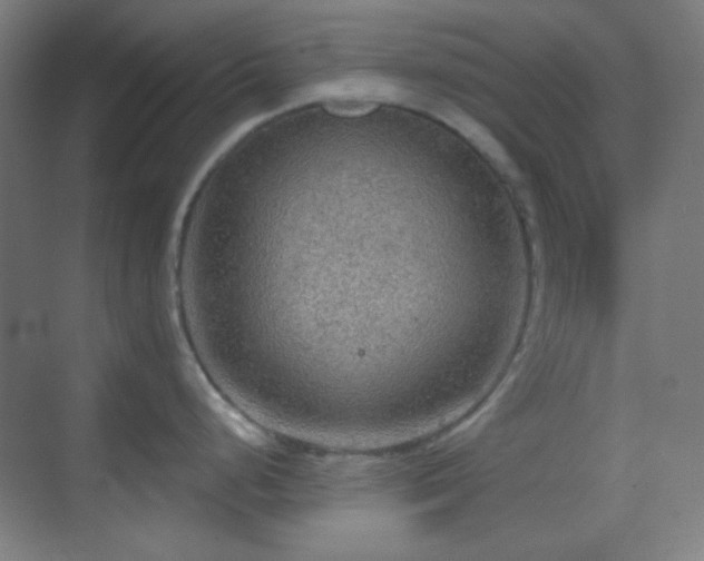 X0000070201248200605261218