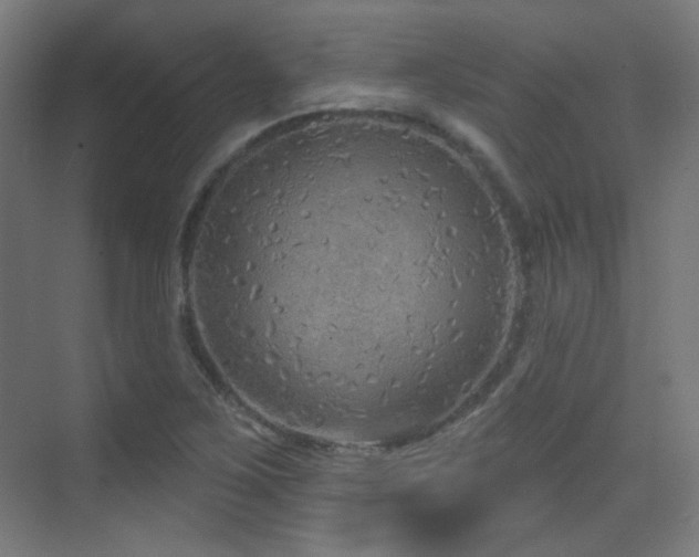 X0000070201267200605261217