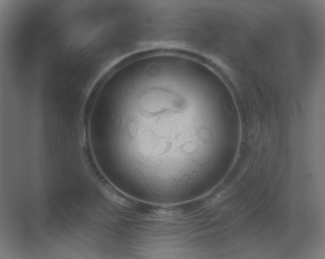 X0000070201271200605261217