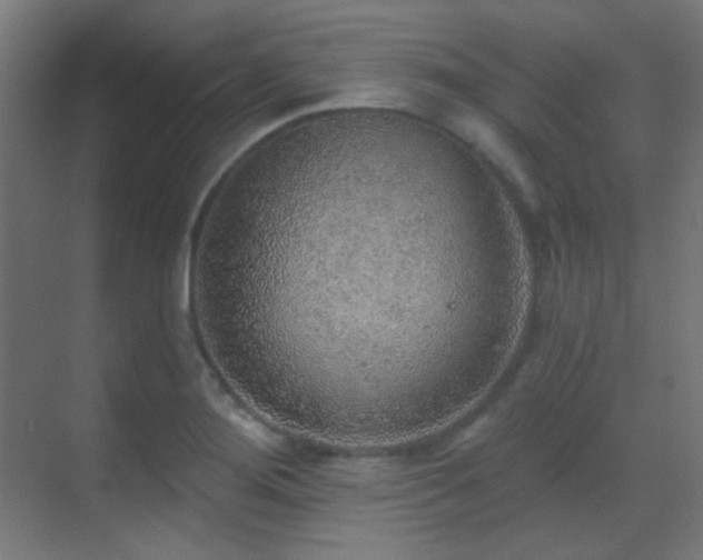X0000070201276200605261216