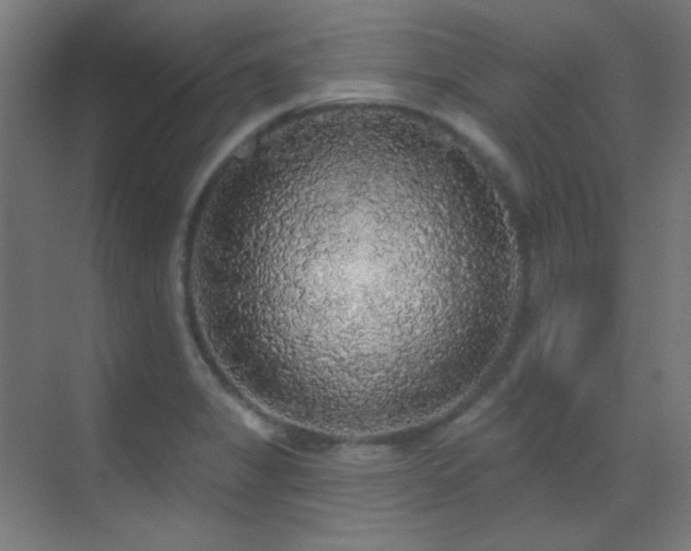 X0000070201325200605261216