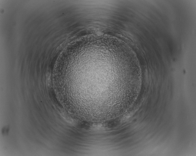 X0000070200177200605301346