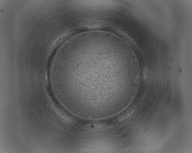 X0000070200733200605301337