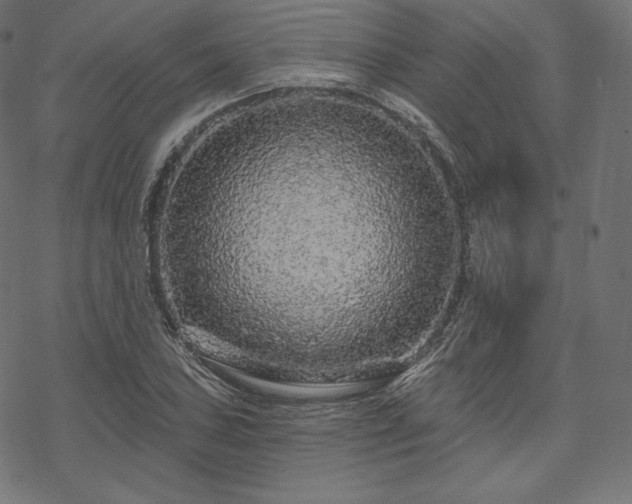 X0000070201027200605301332