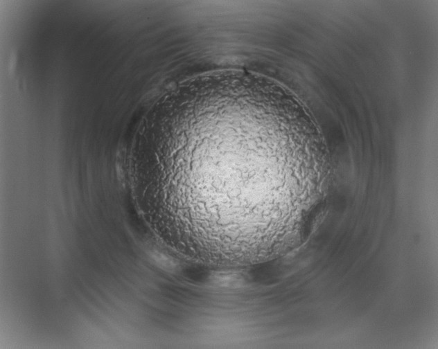 X0000070200175200606021239