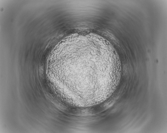 X0000070200365200606161622