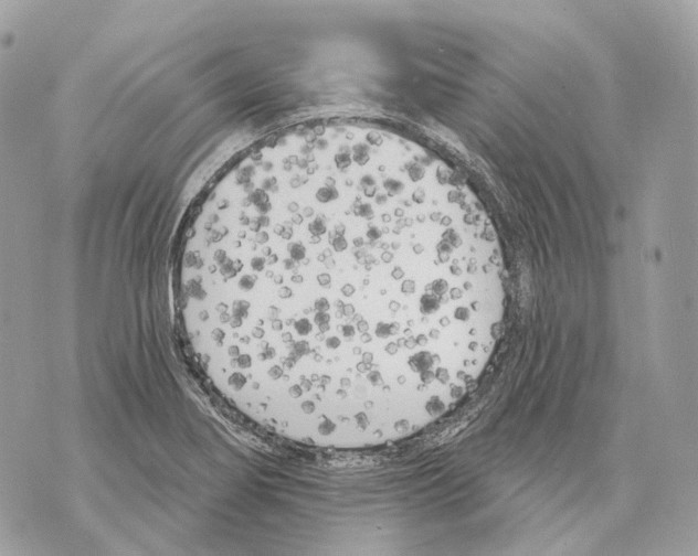 X0000070201274200606161607
