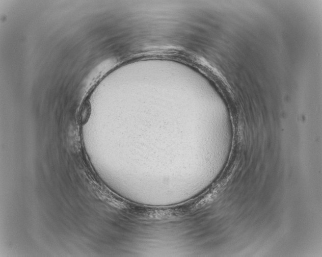 X0000070201362200606161605