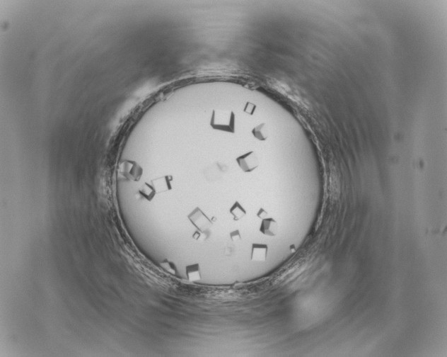 X0000070201454200606161604