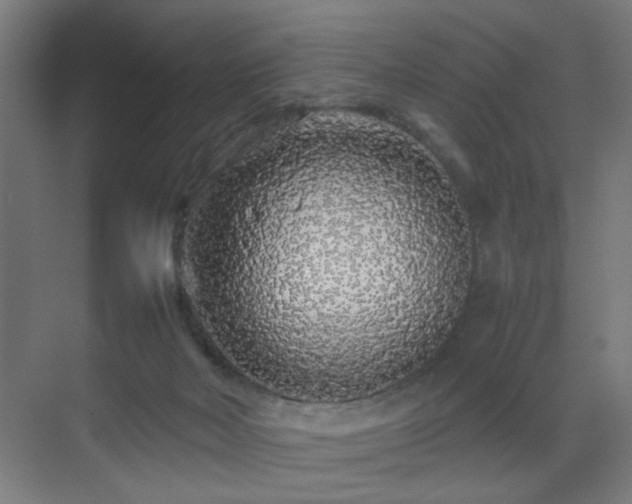 X0000070210026200605261303