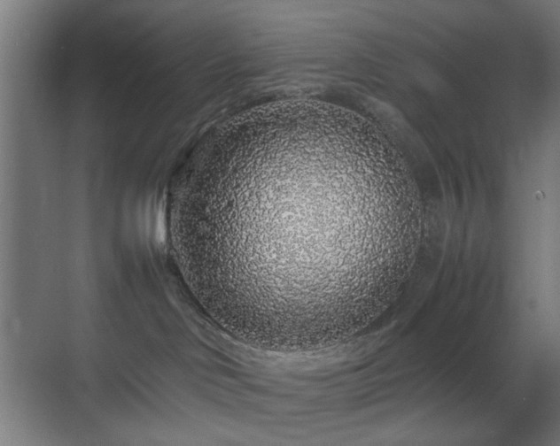 X0000070210046200605261303