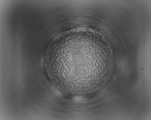 X0000070210177200605261301