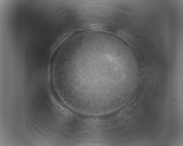 X0000070210194200605261301