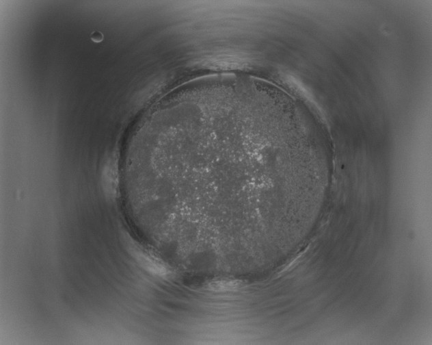 X0000070210202200605261301