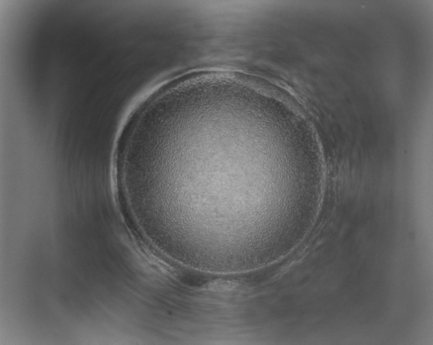 X0000070210294200605261259