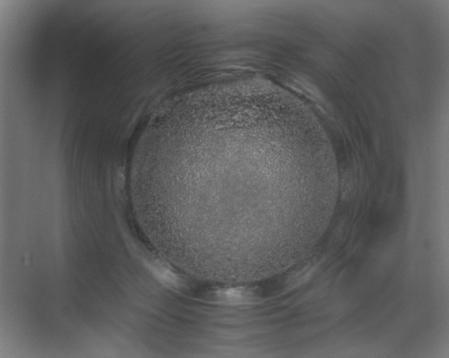 X0000070210365200605261258