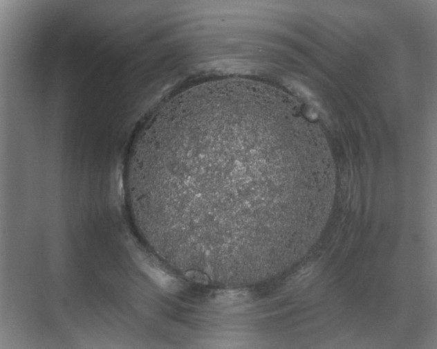 X0000070210398200605261257