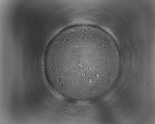 X0000070210487200605261256