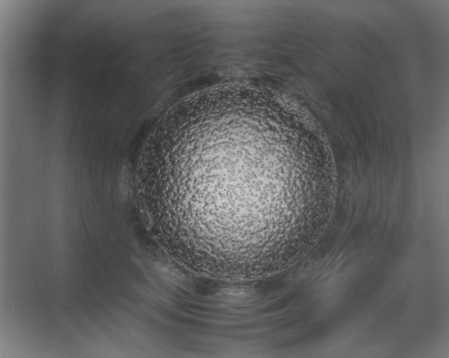 X0000070210659200605261253