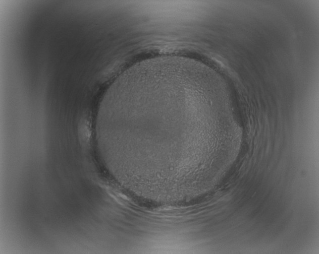 X0000070210691200605261252