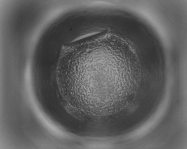 X0000070210765200605261252