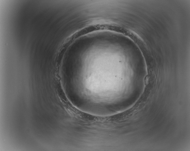 X0000070210775200605261251