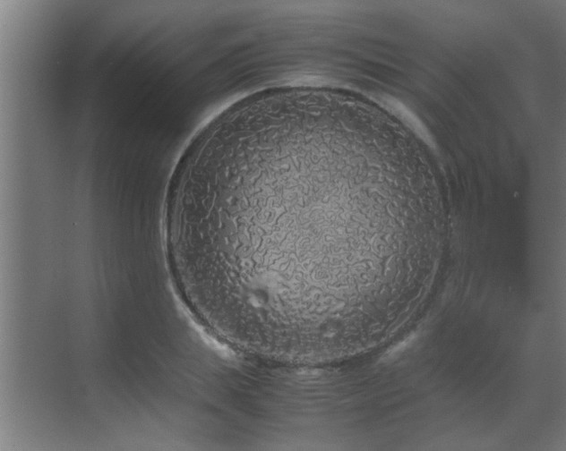 X0000070210839200605261250