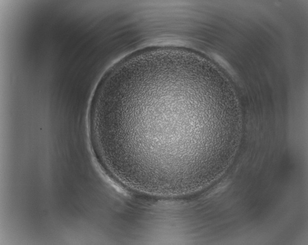 X0000070210840200605261250