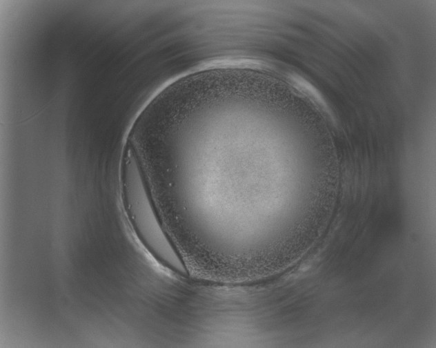 X0000070210852200605261250