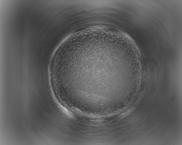 X0000070210859200605261250