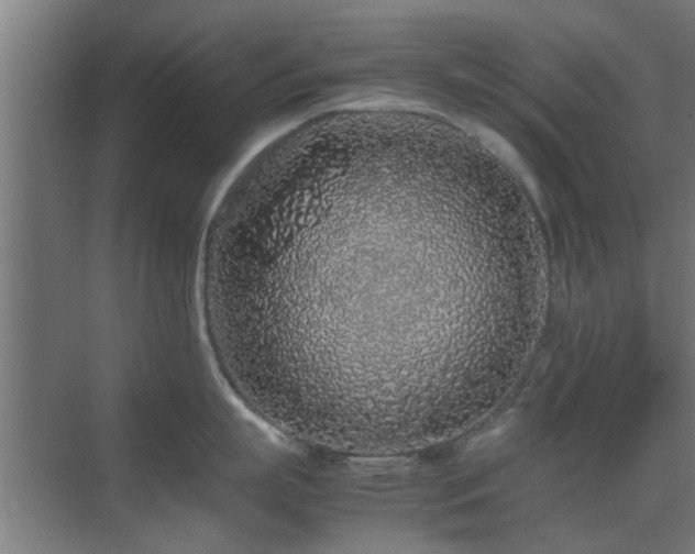 X0000070210863200605261250