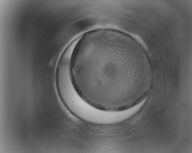 X0000070210895200605261249