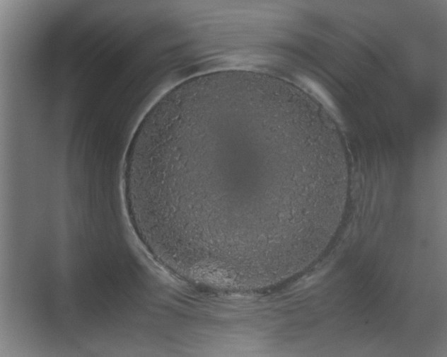 X0000070210899200605261249