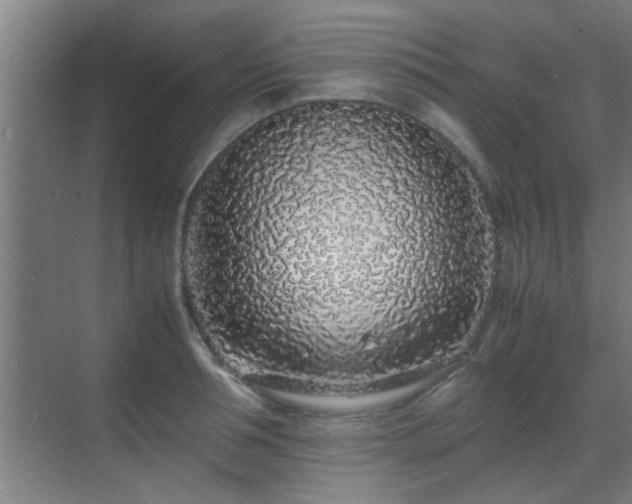 X0000070210994200605261247