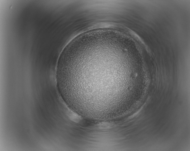 X0000070211178200605261244