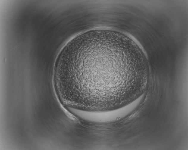 X0000070211245200605261244