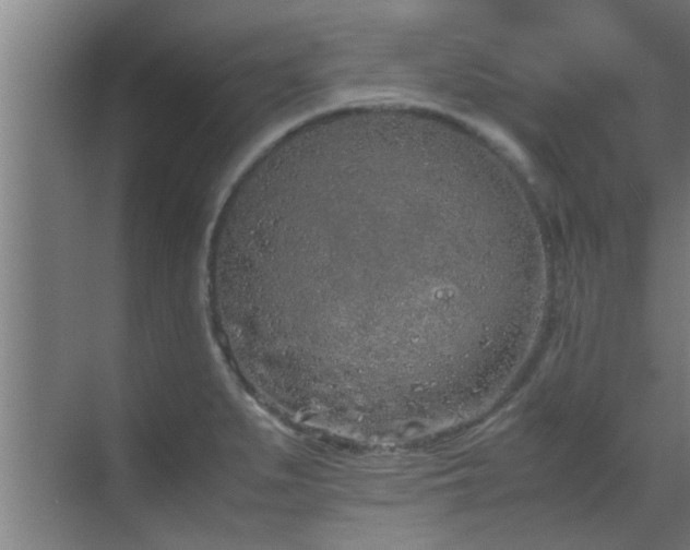 X0000070211279200605261242