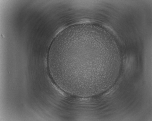 X0000070211409200605261240