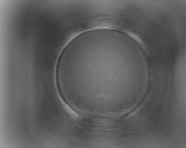 X0000070211423200605261240