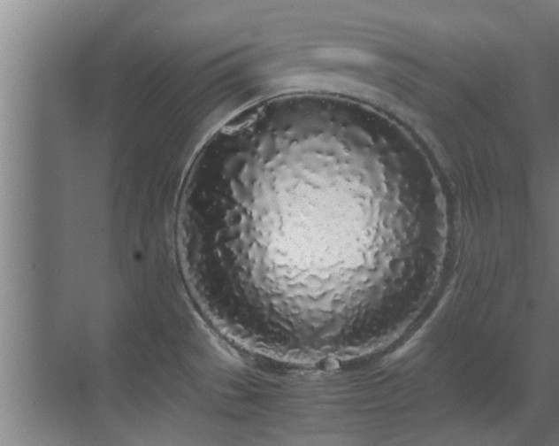 X0000070211529200605261239