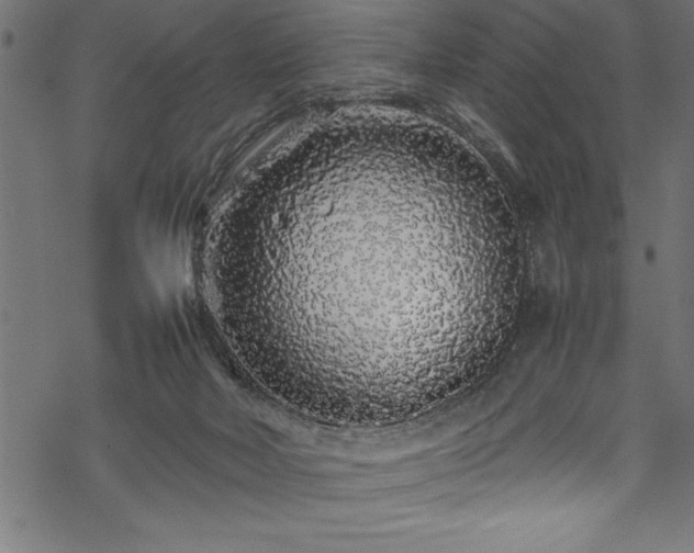 X0000070210026200605301414