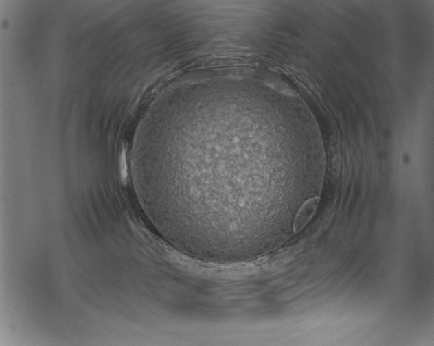 X0000070210042200605301413