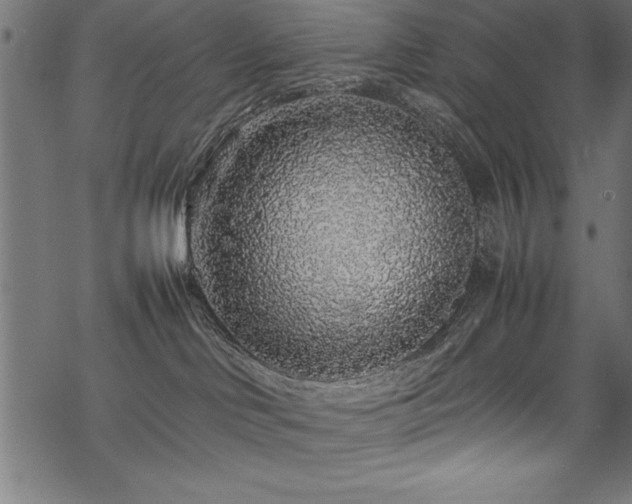 X0000070210046200605301413